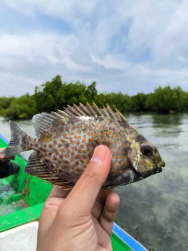 Deepbody spinefoot (Siganus guttatus) — Siganidae — 3
