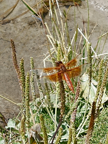 Flame Skimmer photographed in Wyoming