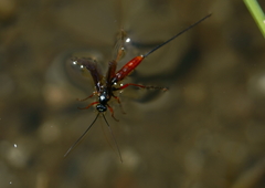 Dolichomitus irritator