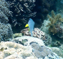 Amblyglyphidodon leucogaster