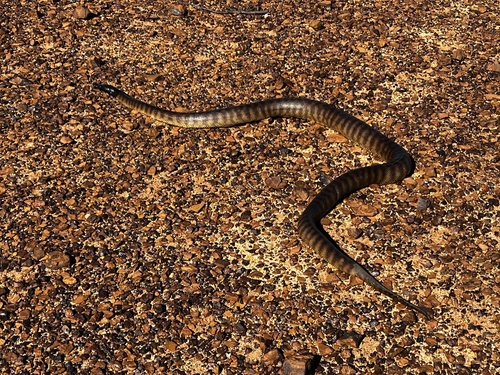 Black-headed Python sighting