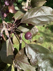 Malus purpurea
