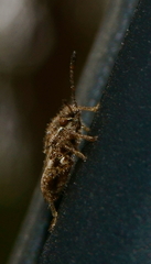 Brachycarenus tigrinus