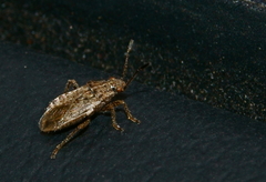 Brachycarenus tigrinus