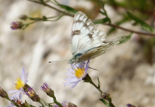 Western White