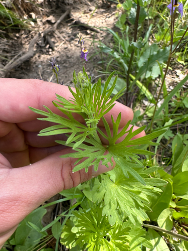 Delphinium distichum