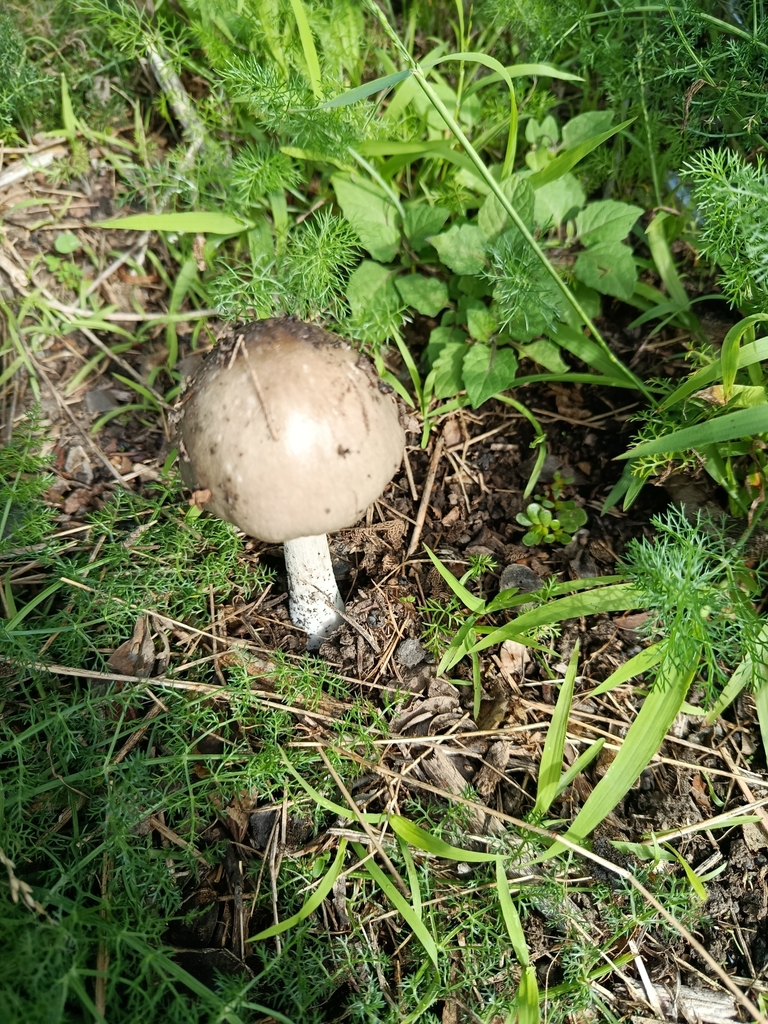 Volvopluteus gloiocephalus · May 2025 · photo: © pinkiellie (iNaturalist, cc0)
