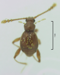 Gerallus punctipennis