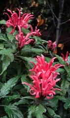 Pachystachys coccinea