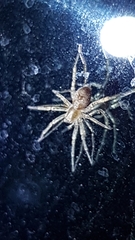 Anyphaena accentuata