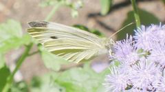 Pieris rapae