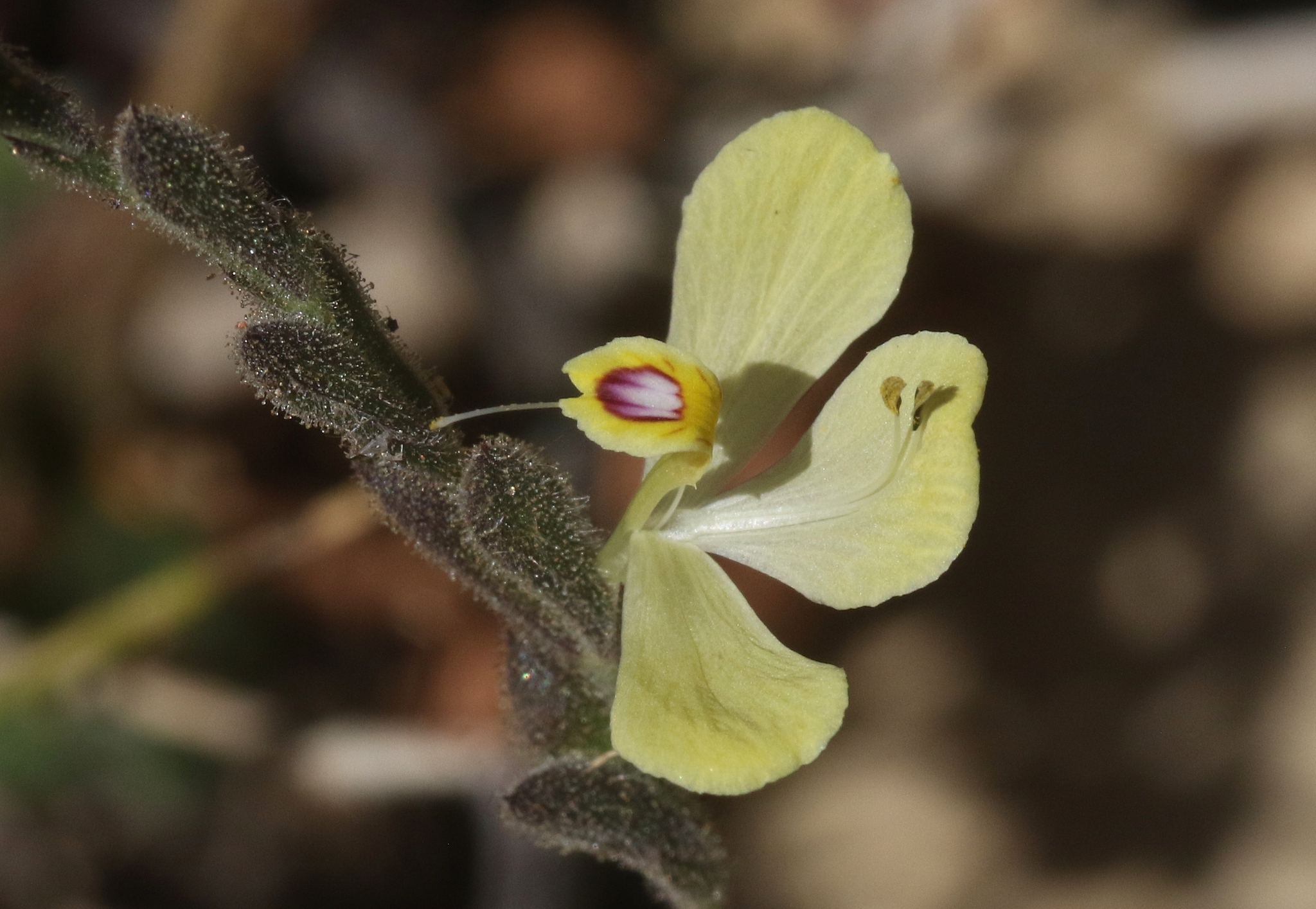 Henrya insularis