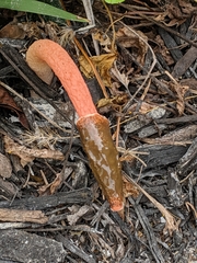 Phallus rubicundus