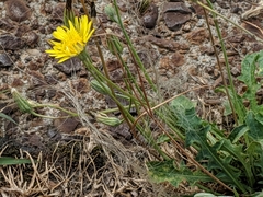 Cichorieae