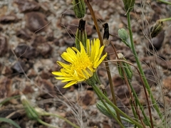 Cichorieae