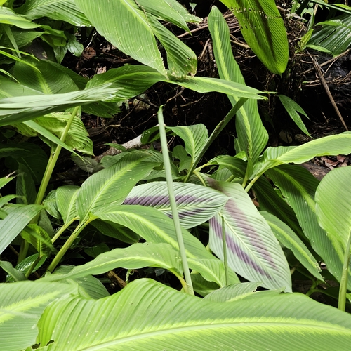 Goeppertia macrosepala (Goeppertia macrosepala)