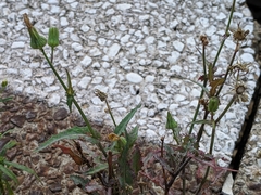 Sonchus