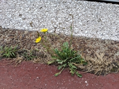 Sonchus