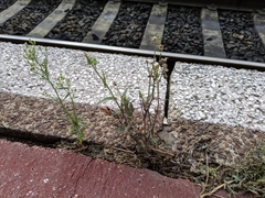 Sonchus