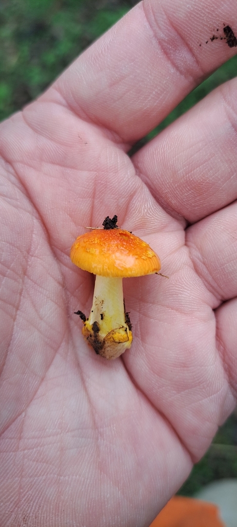 Amanita xanthocephala · May 2025 · photo: © katsinabox (iNaturalist, cc-by)