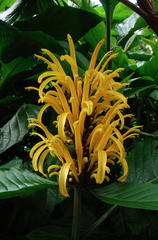 Pachystachys coccinea