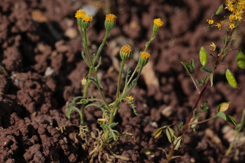 John Day Pincushion (Chaenactis nevii)