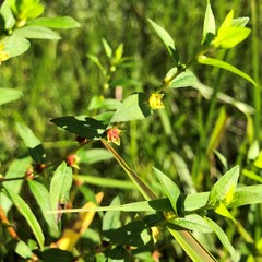 Ludwigia sphaerocarpa