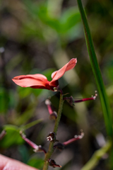 Indigofera procumbens