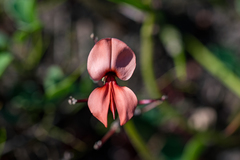 Indigofera procumbens