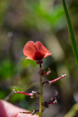 Indigofera procumbens
