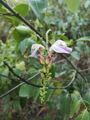 Canavalia septentrionalis