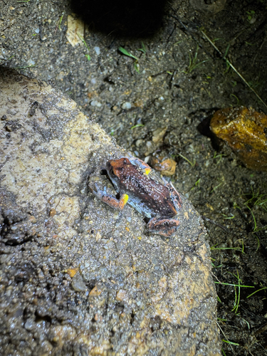 Great Brown Brood-frog, Pseudophryne major