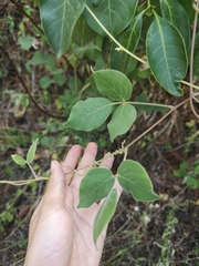 Canavalia septentrionalis