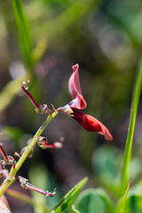 Indigofera procumbens