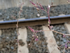 Lactuca