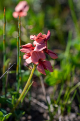 Indigofera procumbens