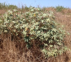 Ricinus communis