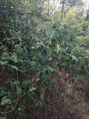 Canavalia septentrionalis