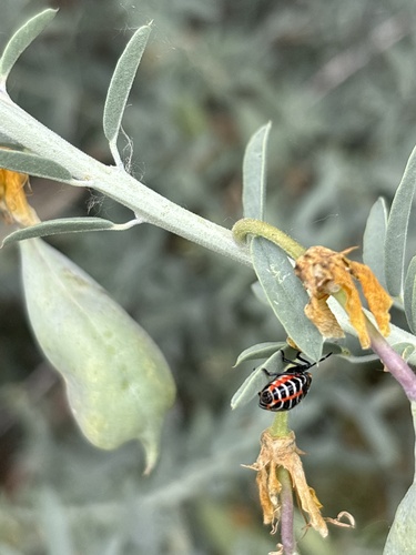 iNaturalist observation photo of Harlequin Bug