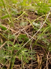 Ranunculus inundatus