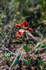 Indigofera procumbens