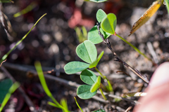 Indigofera procumbens