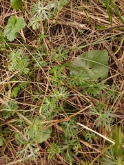 Ranunculus inundatus