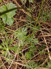 Ranunculus inundatus