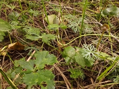 Ranunculus inundatus