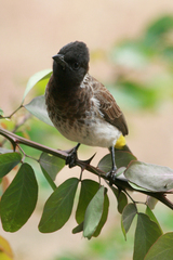 Pycnonotus barbatus dodsoni