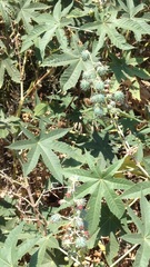 Ricinus communis