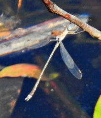 Lestes tridens