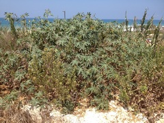 Ricinus communis