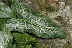 Arum italicum italicum